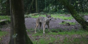 Des loups s’échappent de leur parc : deux abattus, deux introuvables