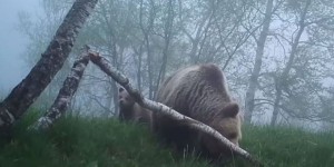Pyrénées : la justice annule des arrêtés municipaux contre la «divagation d’ours»
