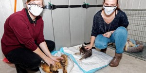Le refuge eurois Handi’cats remet sur pattes les animaux exclus