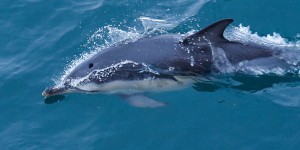 Une trentaine de dauphins échoués sur l’île de Ré