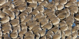 Oiseaux migrateurs et grippe aviaire : l’hécatombe au Mont-Saint-Michel semble finie