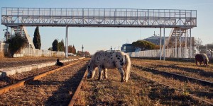 Eco-pâturage : des poneys pleins d’entrain entre les rails de la SNCF