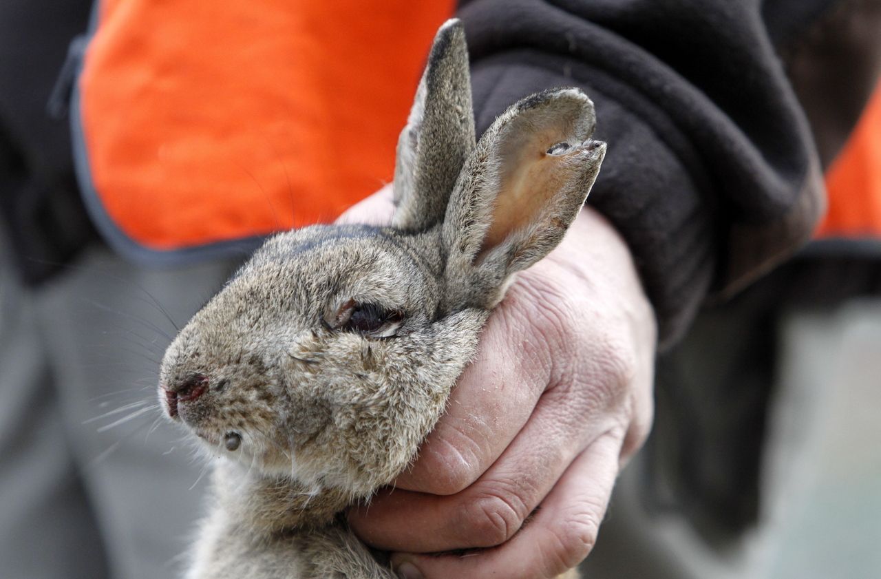 Gard : des milliers de lapins élevés en cage pour être chassés