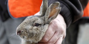 Gard : des milliers de lapins élevés en cage pour être chassés