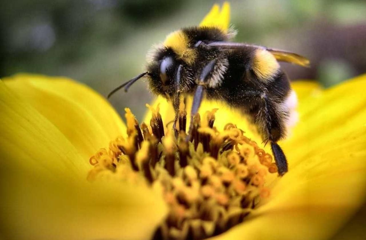 Ile-de-France : pesticides, famine… contre le déclin des abeilles, «on a les moyens d’agir»