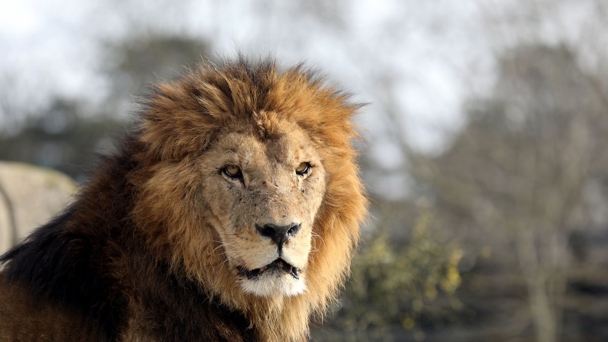 Bien-être animal : le lion de Besançon doit-il être envoyé en Afrique ? 