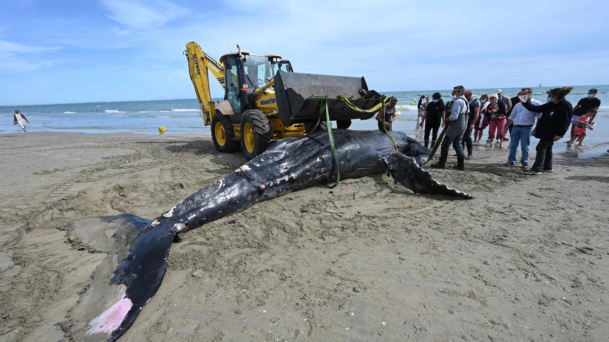 Hérault : une baleine à bosse s’échoue près de La Grande Motte