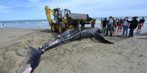 Hérault : une baleine à bosse s’échoue près de La Grande Motte