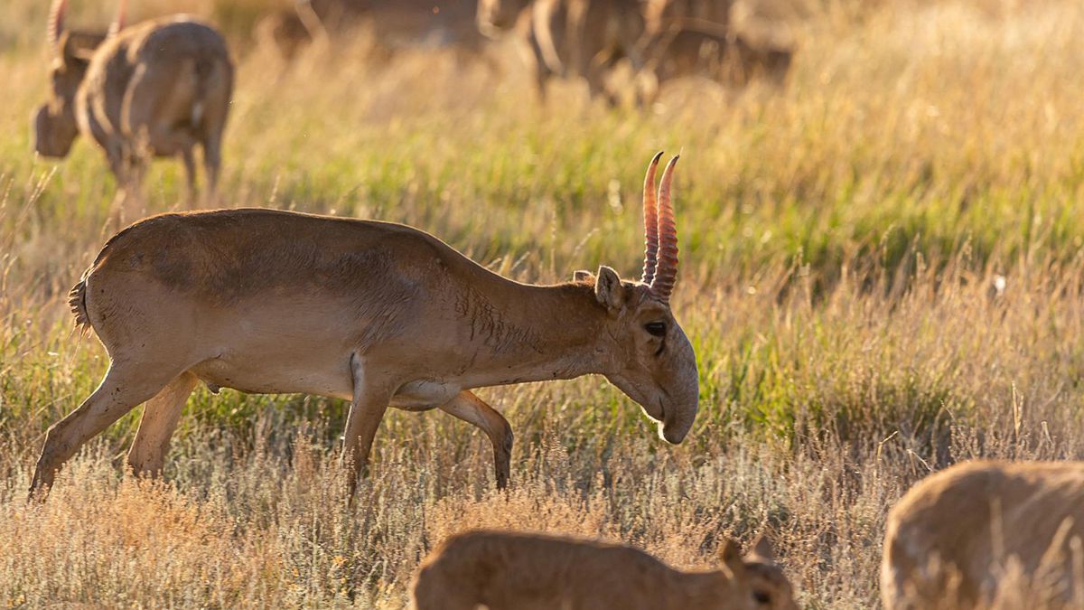 Kazakhstan : menacée de disparition, l’antilope saïga a vu sa population plus que doubler en deux ans