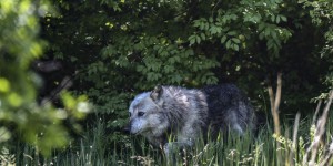 Un loup sauvage observé en Vendée, le premier depuis un siècle