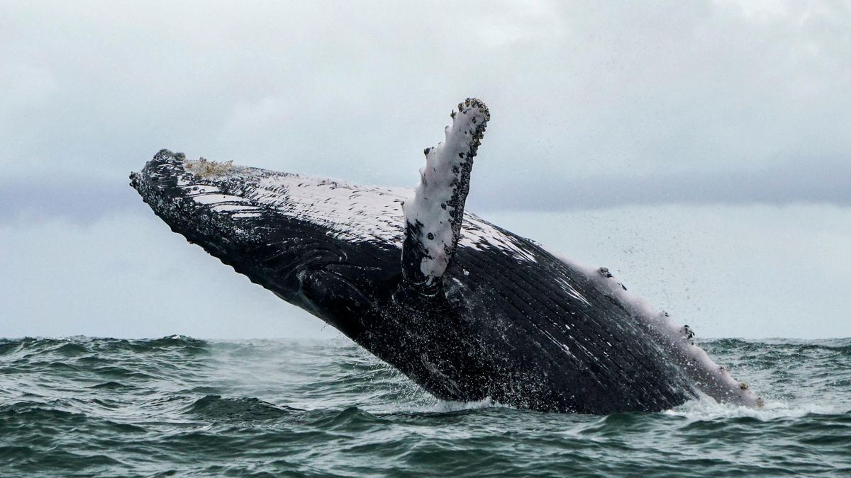 Un Américain avalé et recraché par une baleine ? «En théorie, c’est possible»