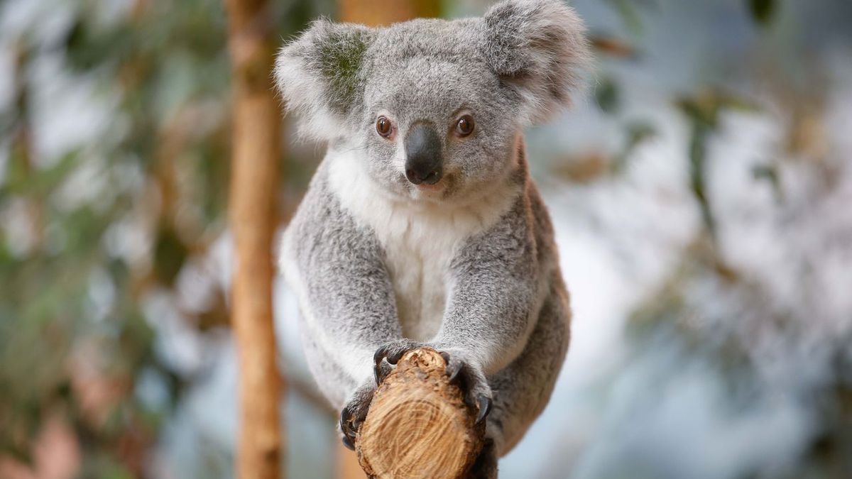 Australie : des chercheurs vont tester la «reconnaissance faciale» des koalas pour mieux les protéger