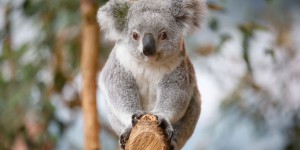 Australie : des chercheurs vont tester la «reconnaissance faciale» des koalas pour mieux les protéger