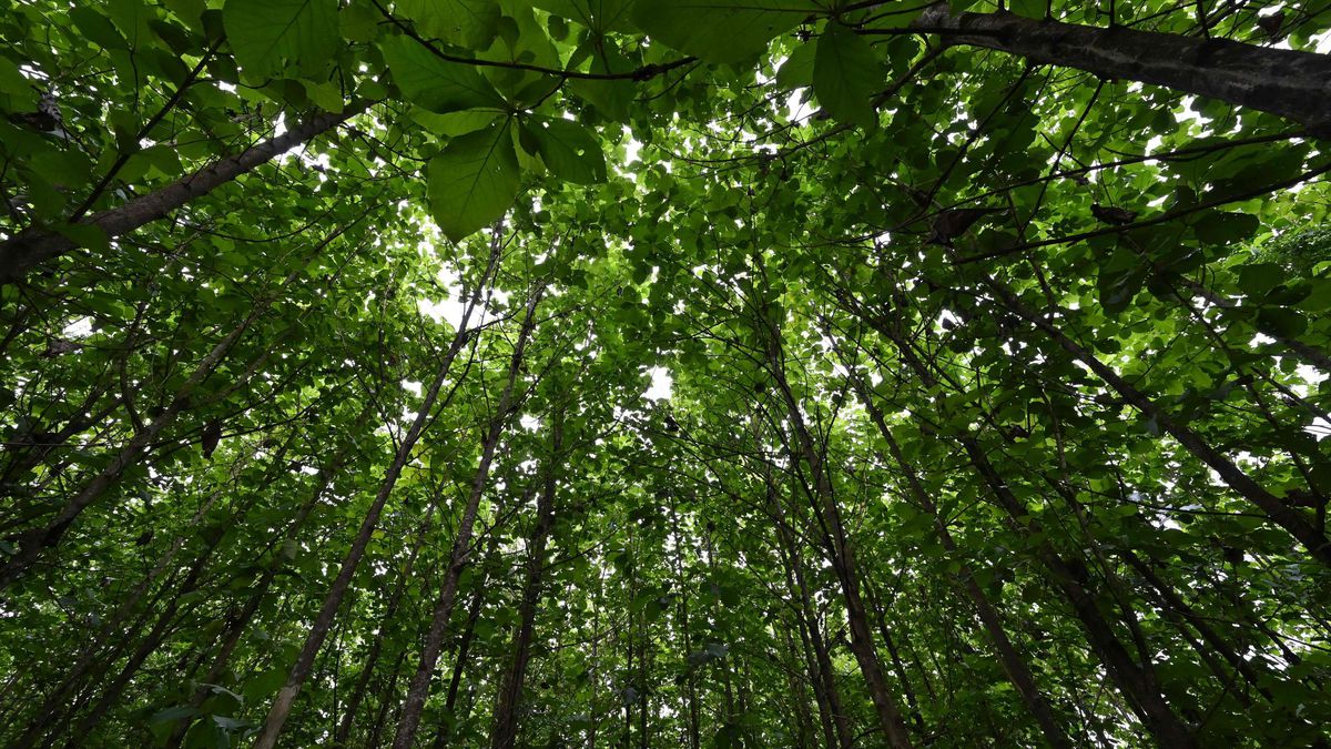 Biodiversité et climat : «Pour gagner sur les deux tableaux, il faut mieux protéger les espaces naturels» 