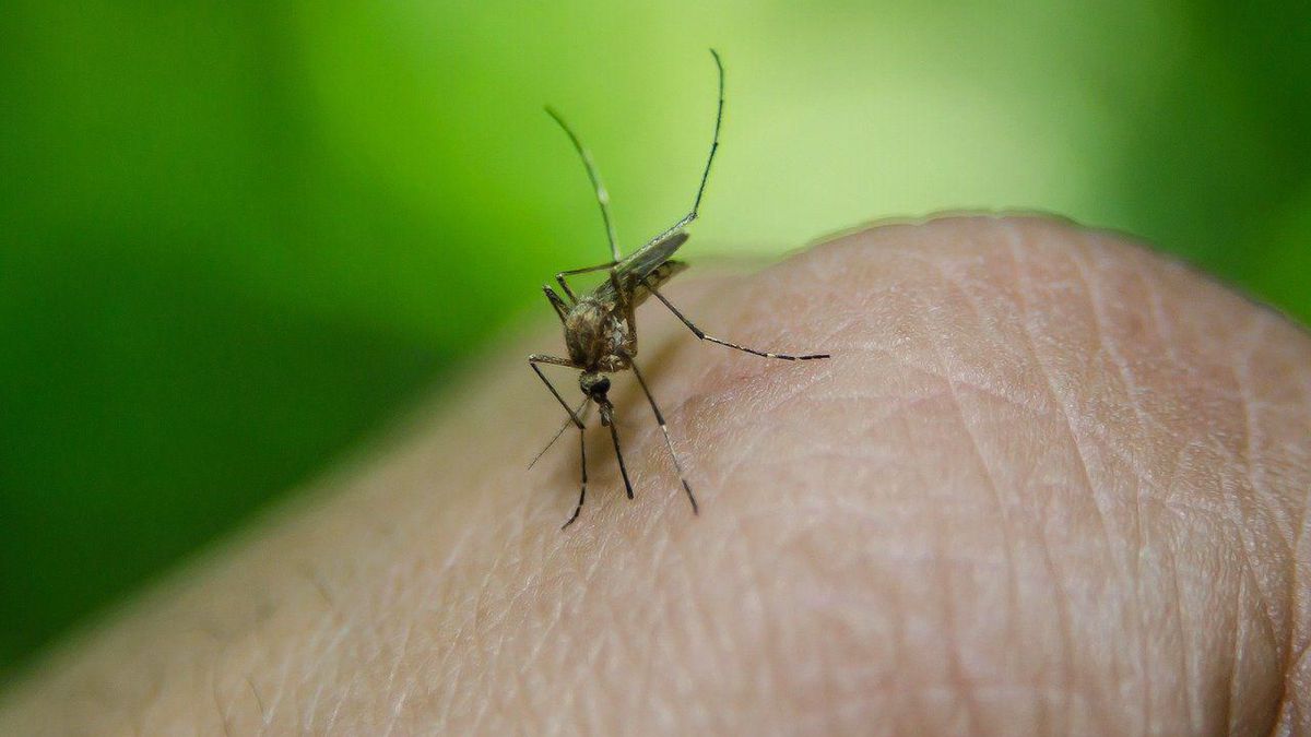 Chaleur, orages : les attaques de moustiques vont redoubler