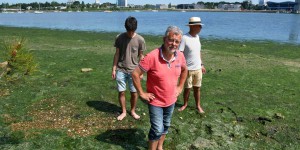 Eaux polluées : des marées vertes sous-estimées dans le Morbihan