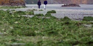 La justice ordonne à l’Etat de renforcer la lutte contre les marées vertes en Bretagne