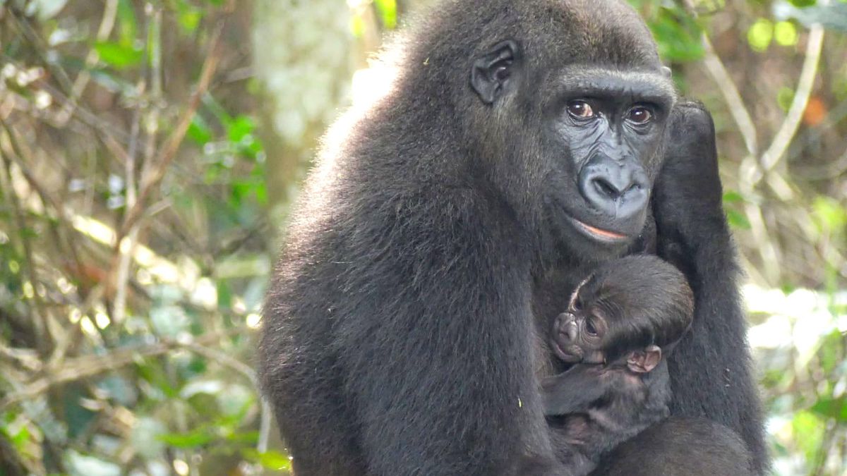 Naissance en milieu naturel : ce bébé gorille est unique au monde !