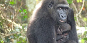Naissance en milieu naturel : ce bébé gorille est unique au monde !