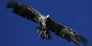 Naissance rare d’un aigle royal dans le Haut-Jura