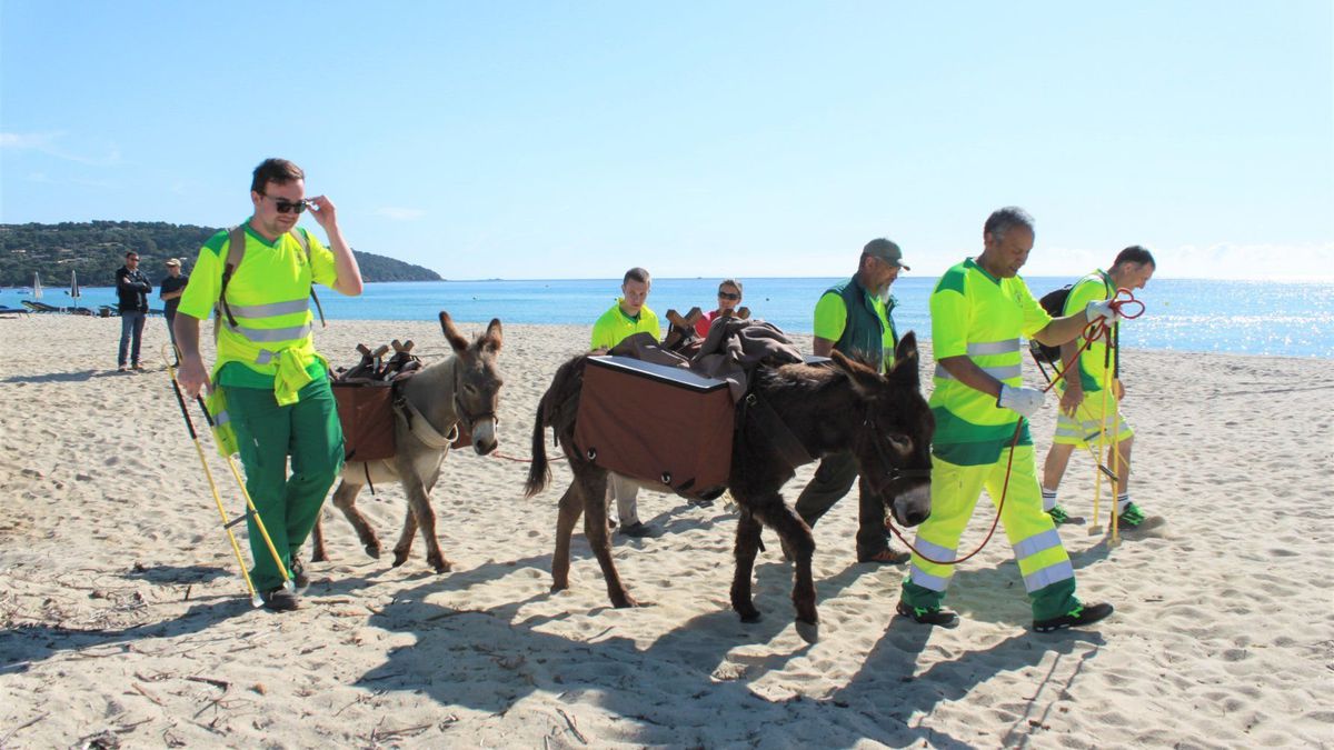 Plastique, mégots et déchets... des ânes pour nettoyer la plage de Brigitte Bardot