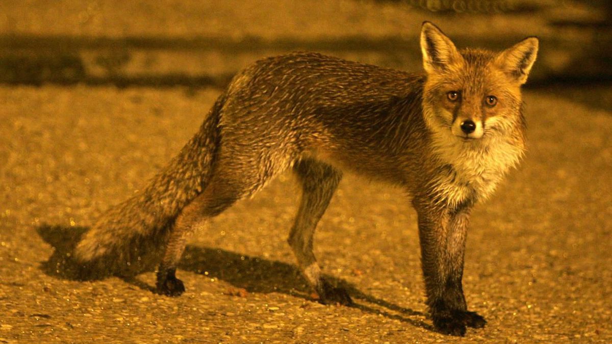 Somme : la justice annule deux arrêtés autorisant l’abattage nocturne de renards