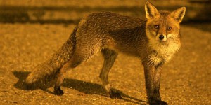 Somme : la justice annule deux arrêtés autorisant l’abattage nocturne de renards