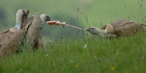 Les vautours s’attaquent-ils vraiment aux troupeaux en Aveyron?