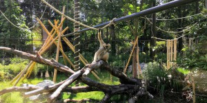 À Lyon, les écologistes veulent plus d’espèces européennes au zoo du parc de la Tête d’Or