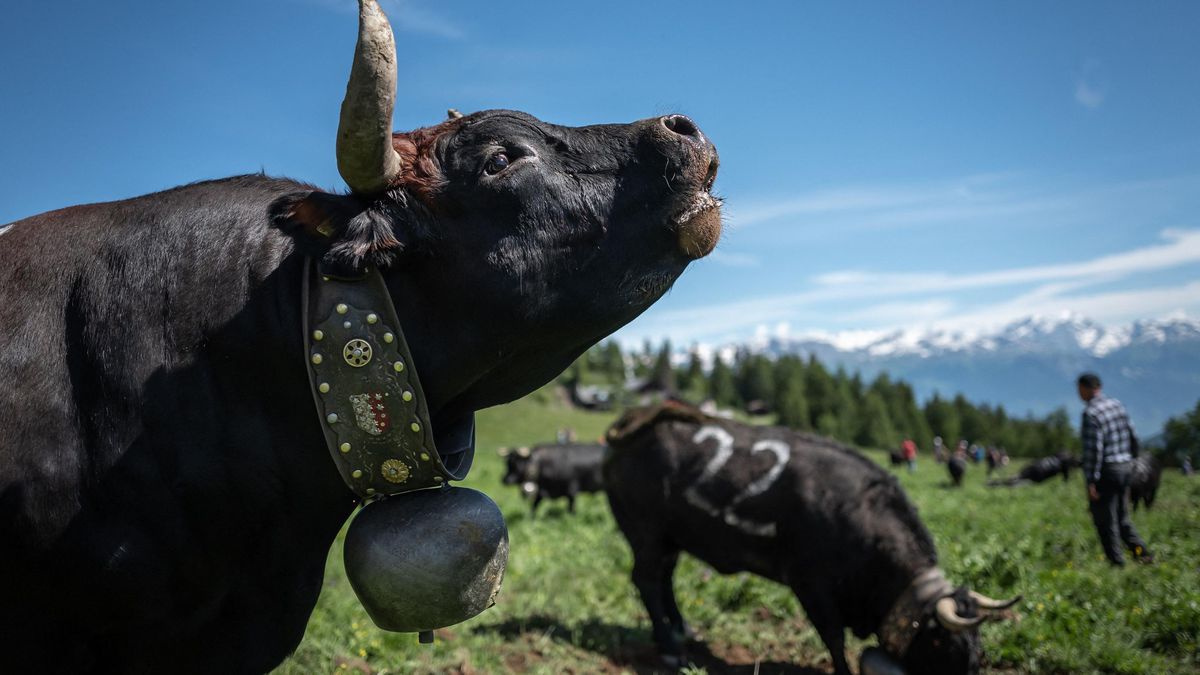 Des microbes anti-plastique se cachent dans la panse des vaches
