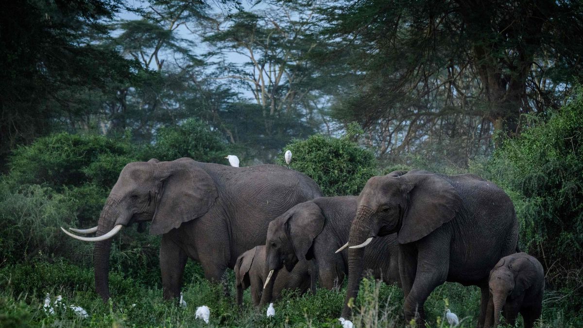 Un troupeau d’éléphants va s’envoler d’Angleterre pour le Kenya