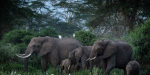 Un troupeau d’éléphants va s’envoler d’Angleterre pour le Kenya