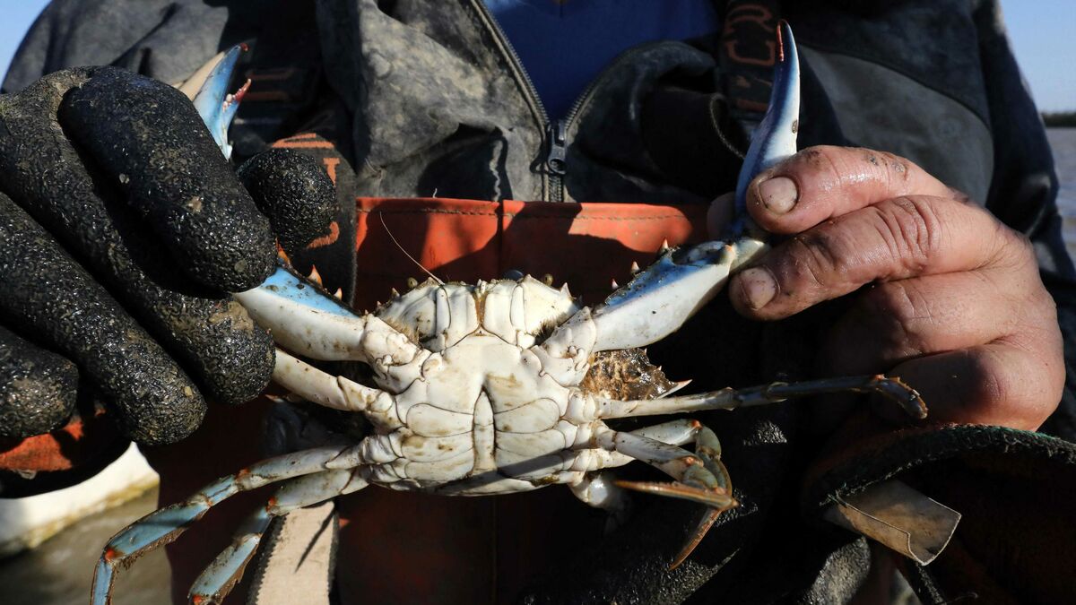 Alerte au crabe aux pinces bleues près de Perpignan