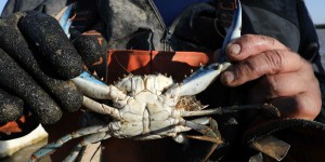 Alerte au crabe aux pinces bleues près de Perpignan