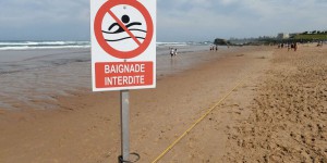 Algues toxiques sur les plages: la côte basque reste sous surveillance