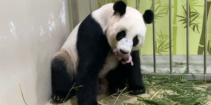 Un bébé panda est né au zoo de Singapour après une insémination artificielle