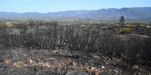 Biodiversité : après l’incendie dans le Var, la plaine des Maures mettra plusieurs décennies à se relever