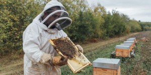 «Entre les gels et les pluies, on n’a pas eu de répit» : en Ile-de-France, une année noire pour les apiculteurs