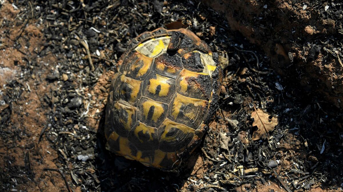 Incendie dans le Var : opération sauvetage pour les tortues d’Hermann de la Réserve naturelle 
