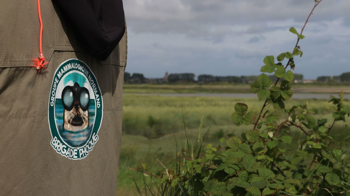 Dans l’estuaire de l’Orne, une « brigade phoques » pour observer et informer sur les mammifères