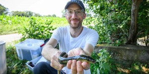 Mystérieuses et menacées : la Charente-Maritime au secours de ses anguilles 