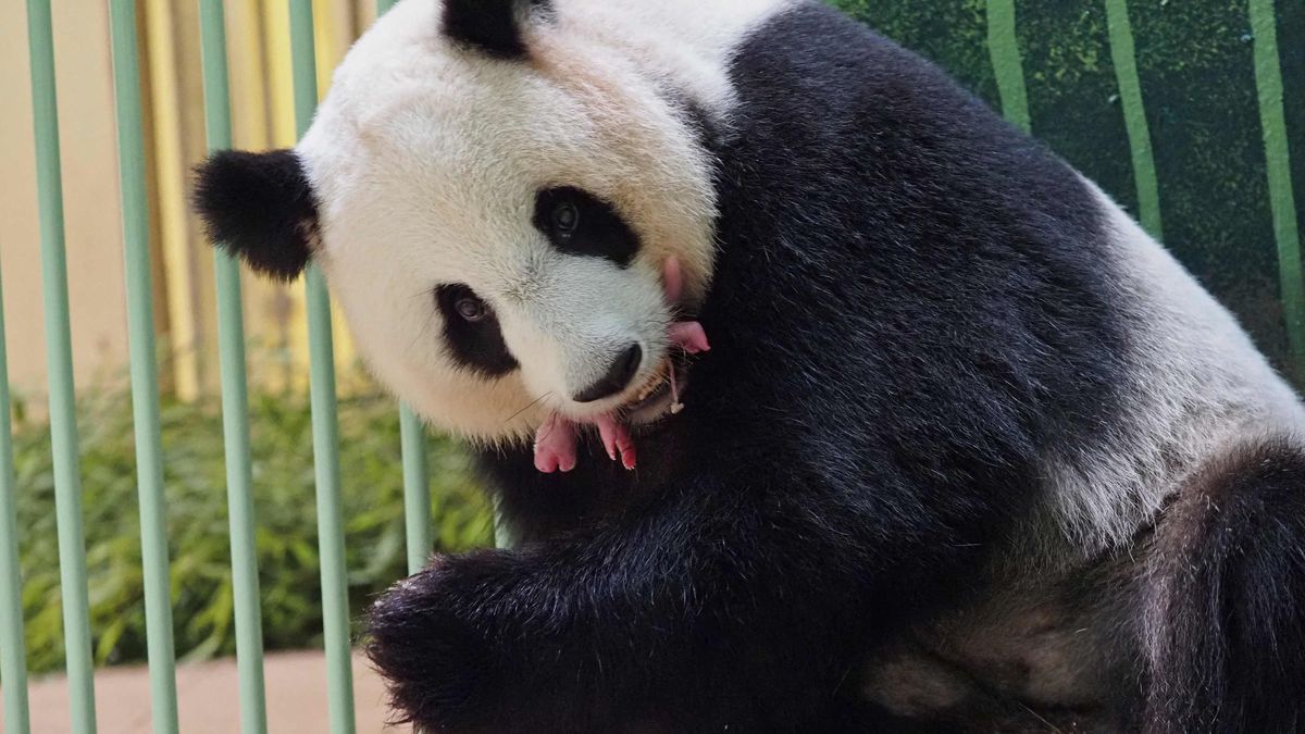 Naissance de bébés pandas à Beauval : comment les zoos participent à la sauvegarde des animaux sauvages