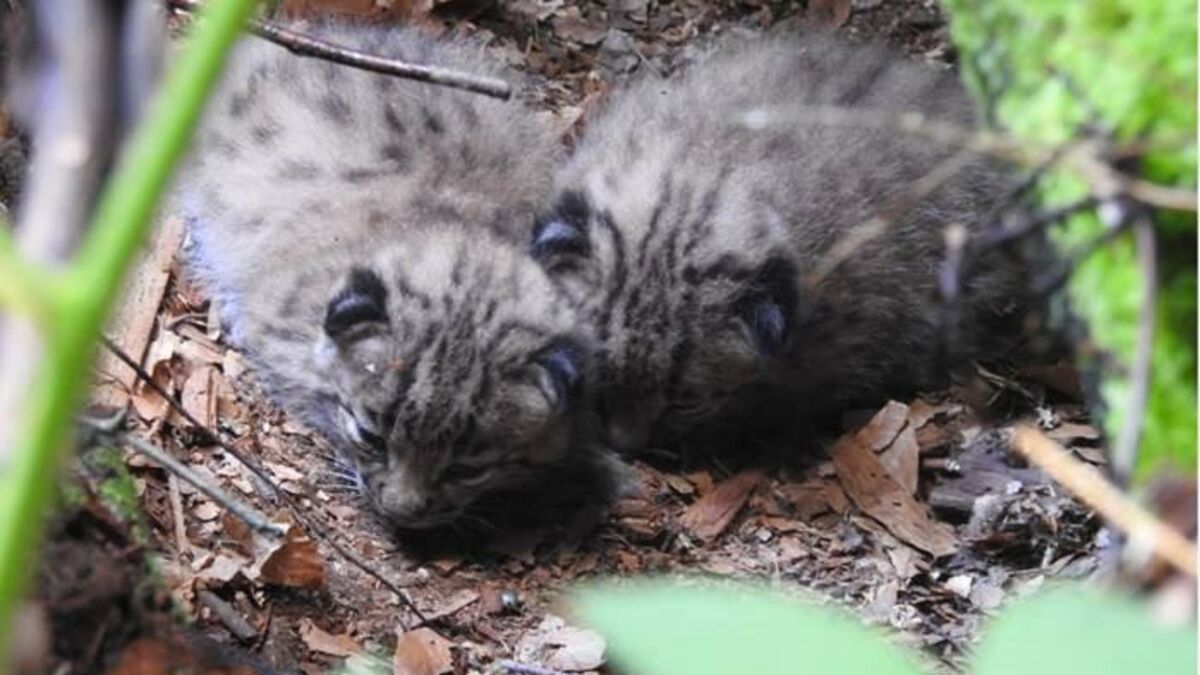 Naissance de deux lynx dans les Vosges : une première depuis le XVIIe siècle