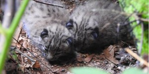 Naissance de deux lynx dans les Vosges : une première depuis le XVIIe siècle