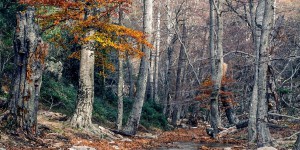 Réserve naturelle : les hêtres de la forêt de la Massane au Patrimoine mondial de l’Unesco