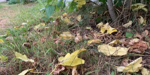 Pourquoi cette année encore, les arbres perdent leurs feuilles avant l’automne