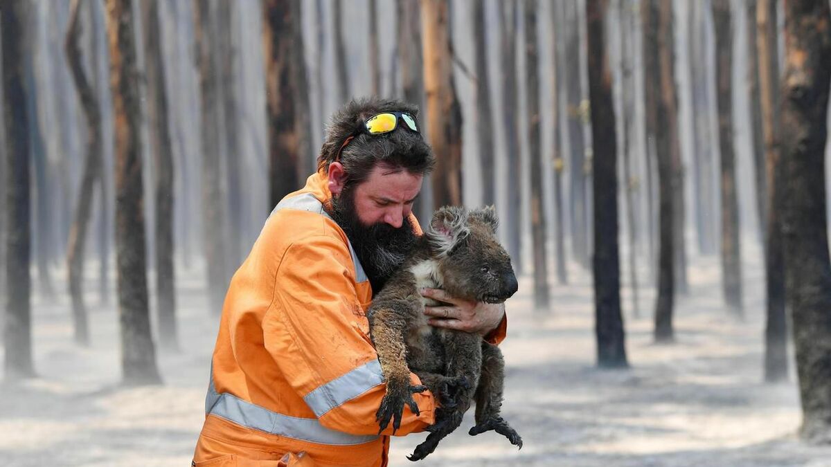 Australie : 30% des koalas ont disparu ces trois dernières années