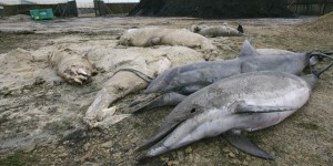 Dauphins pris dans les filets de pêche : les associations espèrent un moratoire pour éviter les échouages