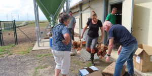 En Essonne, Edith fait adopter ses 1300 poules pondeuses par des particuliers pour leur éviter l’abattoir