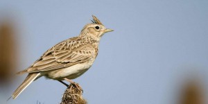 Le gouvernement veut ré-autoriser des chasses traditionnelles d’oiseaux